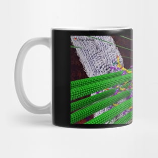 Microtubules During Mitosis Mug